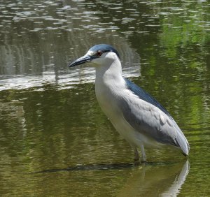 Black-Crowned Night-Heron