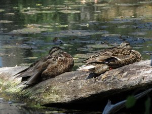 Mallards (male & female)