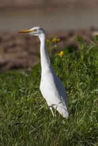 Cattle Egret Standing to Attention