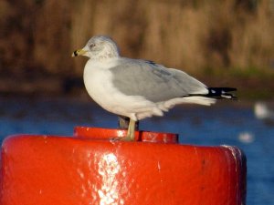 ring-billed gull