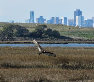 Turkey Vulture