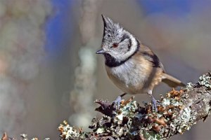 Crested Tit