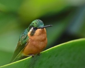 White-throated Mountain Gem