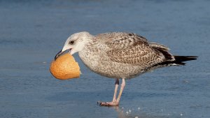 2cy Yellow-legged Gull