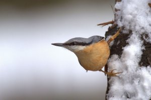 This mornings Nuthatch.