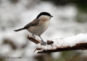 Marsh Tit