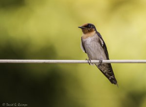 Pacific Swallow