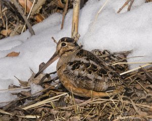 American Woodcock, Colorado