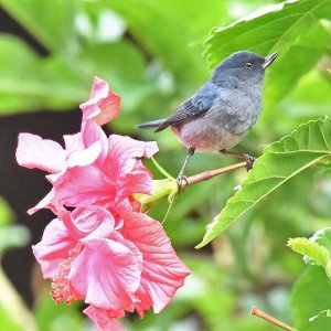 Slaty Flowerpiercer