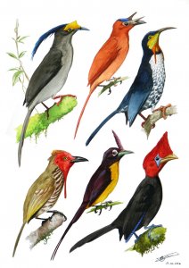 Hypothetical passerines of New Guinea