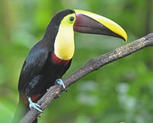 Chestnut mandibled Toucan