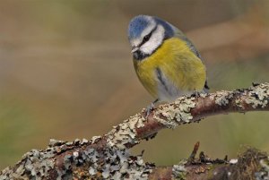 Blue Tit