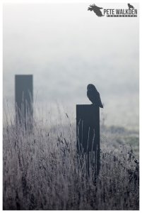 Short-Eared Owl