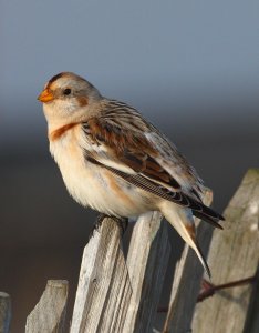 Snow Bunting