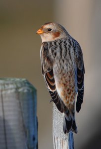 Snow Bunting