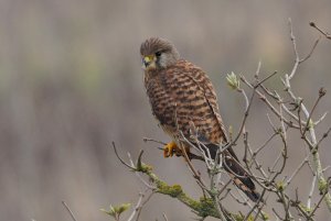 Pensive Kestrel