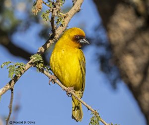 Ruppell's Weaver male ETH SER