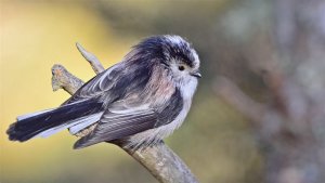 LTT