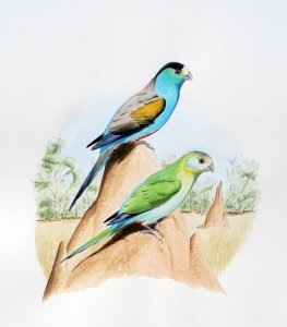Golden-shouldered Parakeet
