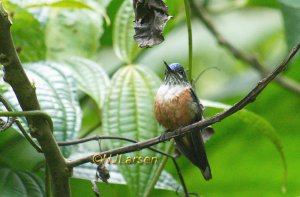 Violet-tailed Sylph female