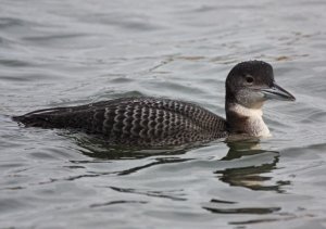 Great Northern Diver