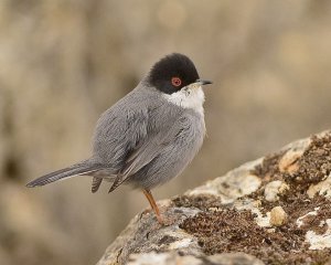 Sardinian Warbler