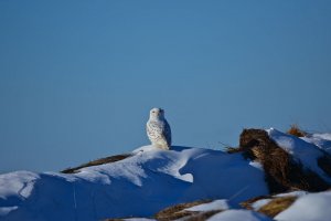 Snowy Owl