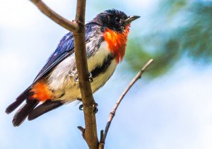 Mistletoebird