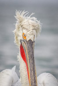 Dalmatian Pelican photography