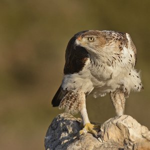 Bonelli's Eagle