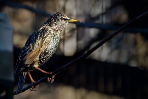 Starling