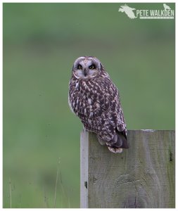 Short-Eared Owl