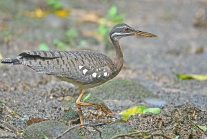 Sunbittern