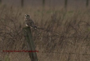 Short Eared Owl