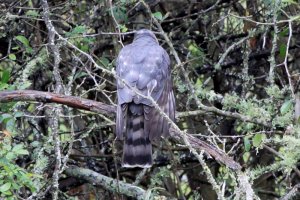 Sharp-shinned Hawk