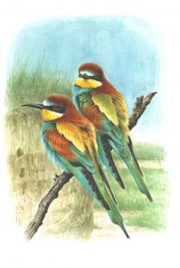 Bee -eaters
