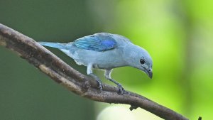 Blue Gray tanager