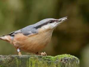 Nuthatch