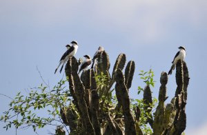 Grey-backed Fiscal - Pies-griches  dos gris