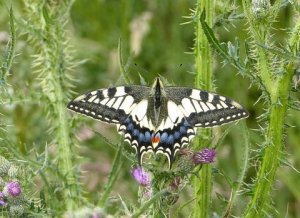 Swallowtail_2_