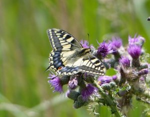 Swallowtail