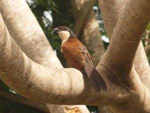 Senegal Coucal