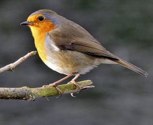 Robin