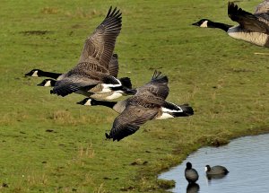 Canada Geese