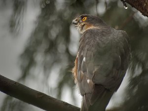 Sparrowhawk