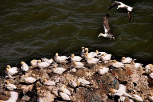 Gannets