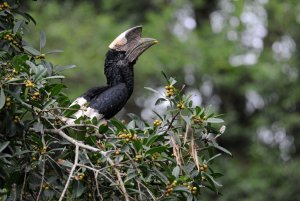 Black-and-white-casqued Hornbill - Calao  joues grises