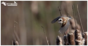 Penduline Tit