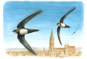 Alpine swifts