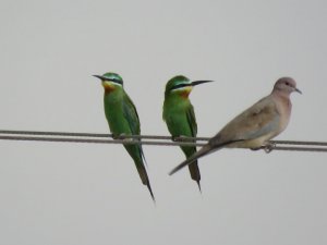 Bee Eaters and Laughing Dove